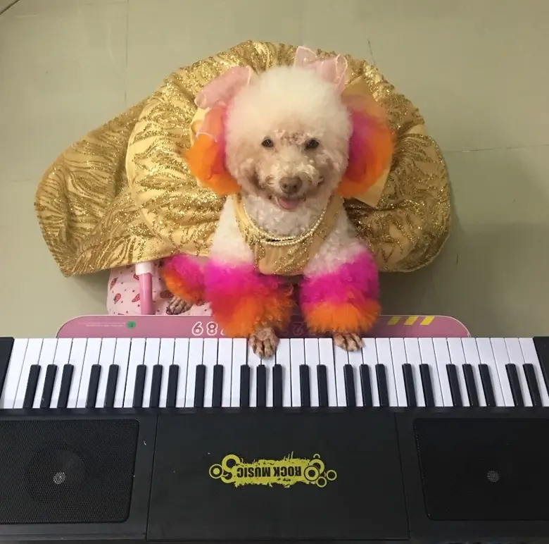 พาราไดซ์ พาร์ค จัดงาน Paradise Park Pet Lovers ดึงซุปตาร์สุนัขแสนรู้ "น้องลิ้นจี่" แมวเซเลบสุดฮอต "มคิทาร์ยาน" ร่วมโชว์ความน่ารัก
