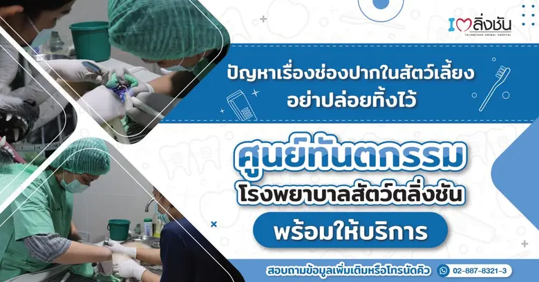 โรงพยาบาลสัตว์ตลิ่งชัน พร้อมให้บริการตรวจสุขภาพช่องปาก โดยสัตวแพทย์เฉพาะทาง