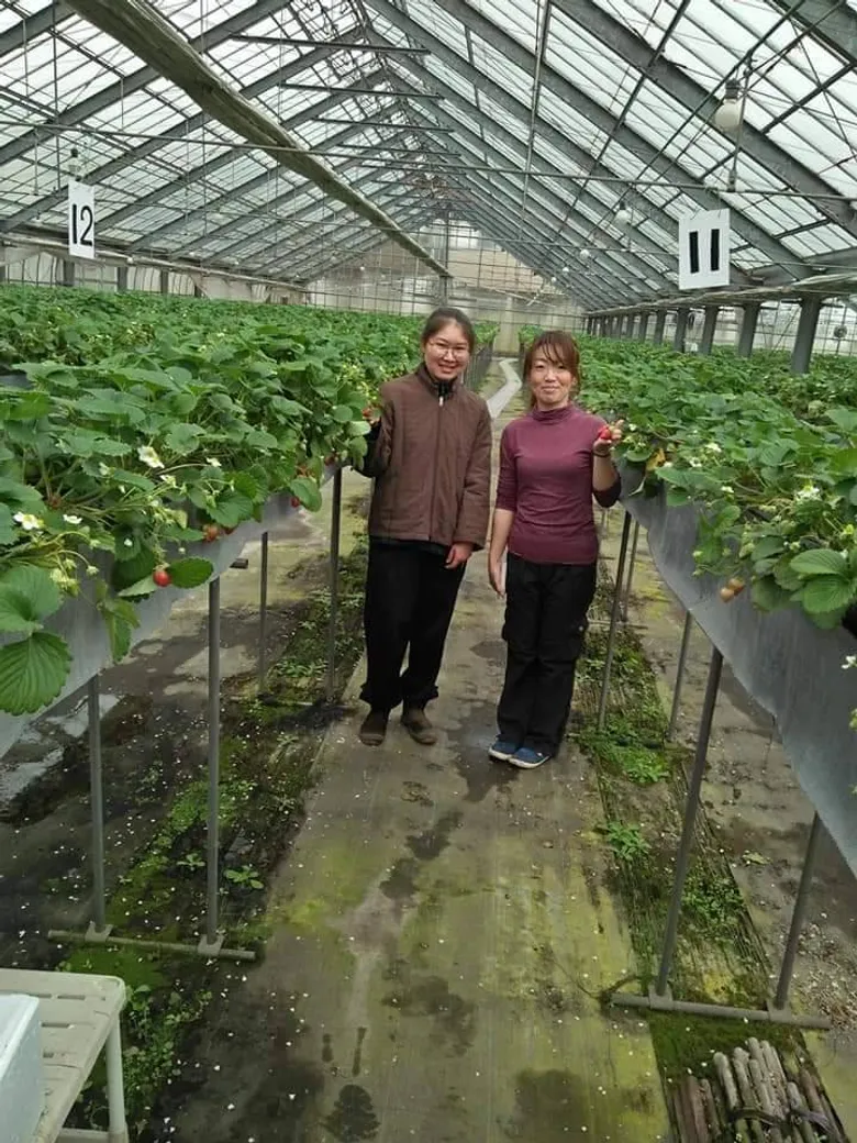 กรมส่งเสริมสหกรณ์ เปิดรับเยาวชนเกษตรบุตรหลานสมาชิกสหกรณ์ไปฝึกงานในฟาร์มที่ประเทศญี่ปุ่น หวังกลับมาเป็นผู้นำด้านการเกษตรของชุมชน และสร้างความเข้มแข็งให้สหกรณ์การเกษตรของไทย