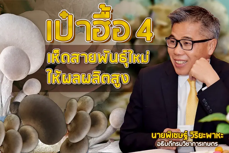 อวดโฉม "เป๋าฮื้อ 4" เห็ดสายพันธุ์ใหม่เนื้อแน่น น้ำหนักดี ให้ผลผลิตสูง
