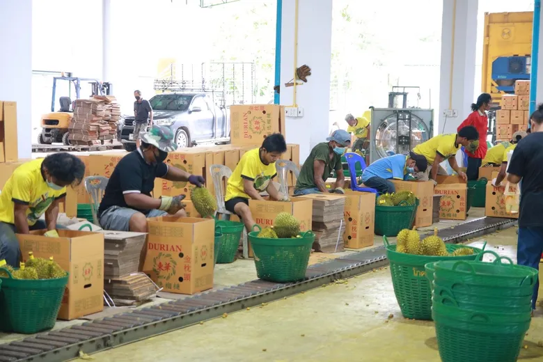 กรมส่งเสริมการเกษตร เผยแนวทางจัดการไม้ผล ปี 65 มติ Fruit Board สั่งคุมเข้มด่านนำเข้าสินค้าเกษตร ป้องกันกระทบสินค้าเกษตรไทย