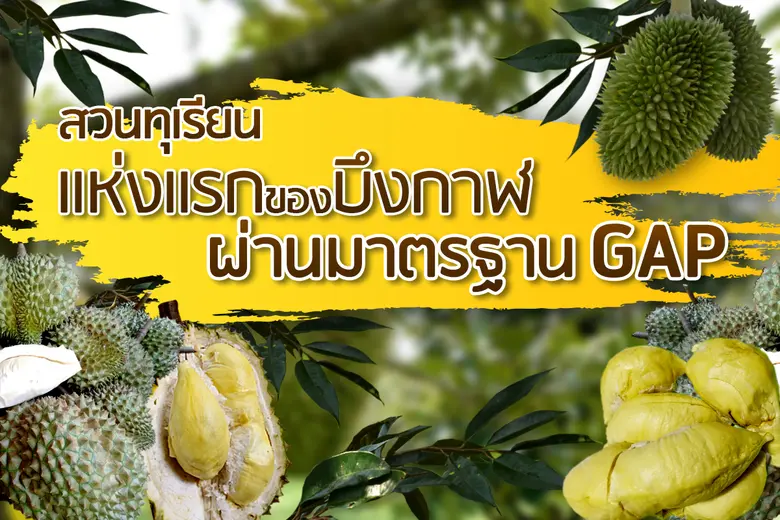 สวนทุเรียนแห่งแรก จ.บึงกาฬผ่านมาตรฐาน GAP