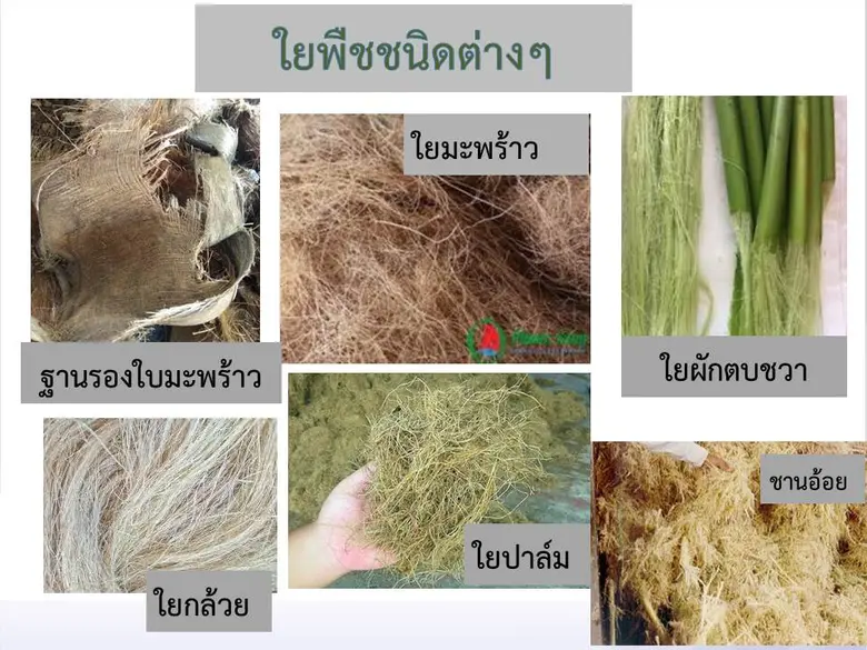 วว. ขับเคลื่อน BCG  เพิ่มมูลค่าวัสดุเหลือทิ้งภาคการเกษตร วิจัยพัฒนาเป็นกระถางเพาะชำย่อยสลายได้