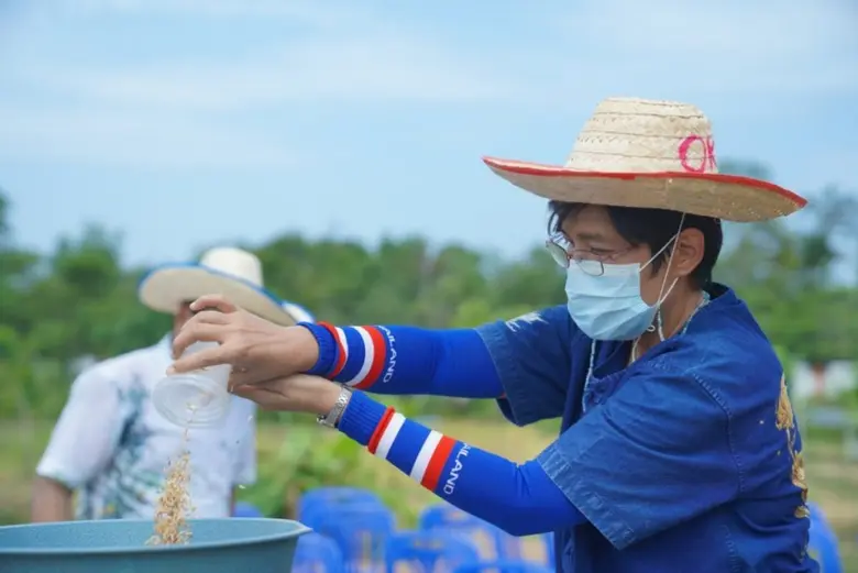 มรภ.สงขลา สืบสานประเพณี "ซอแรงเกี่ยวข้าว" ทุ่งใหญ่สารภี ชวนชุมชนร่วมเก็บเกี่ยวข้าวหอมมะลิดอกพะยอม อนุรักษ์ประเพณีถิ่นใต้
