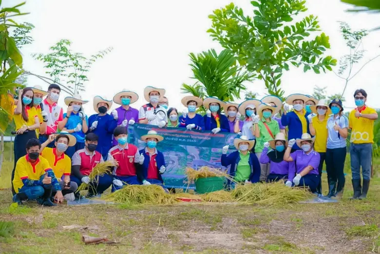 มรภ.สงขลา สืบสานประเพณี "ซอแรงเกี่ยวข้าว" ทุ่งใหญ่สารภี ชวนชุมชนร่วมเก็บเกี่ยวข้าวหอมมะลิดอกพะยอม อนุรักษ์ประเพณีถิ่นใต้
