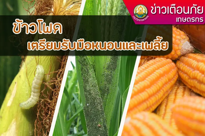 กรมวิชาการเกษตรแนะวิธีรับมือเพลี้ยอ่อนและหนอนเจาะฝักข้าวโพด