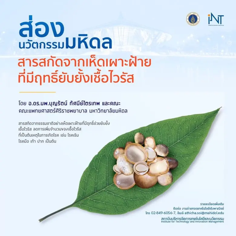 ม.มหิดล ค้นพบสารสกัดจาก "เห็ดเผาะฝ้าย" มีฤทธิ์ยับยั้งเชื้อไวรัสก่อโรคมือเท้าปาก และเริม เตรียมพัฒนาสู่ผลิตภัณฑ์เพื่อใช้ในประเทศและส่งออก