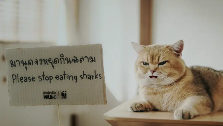 องค์กรไวล์ดเอด (WildAid) และองค์การกองทุน...