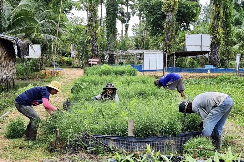 มูลนิธิเจริญโภคภัณฑ์พัฒนาชีวิตชนบท สานต่อความสำเร็จ "โครงการพัฒนาอาชีพตำบลปากรอ" สร้างอาชีพมั่นคงเกษตรกร ผลักดันชุมชนเข้มแข็งอย่างยั่งยืน