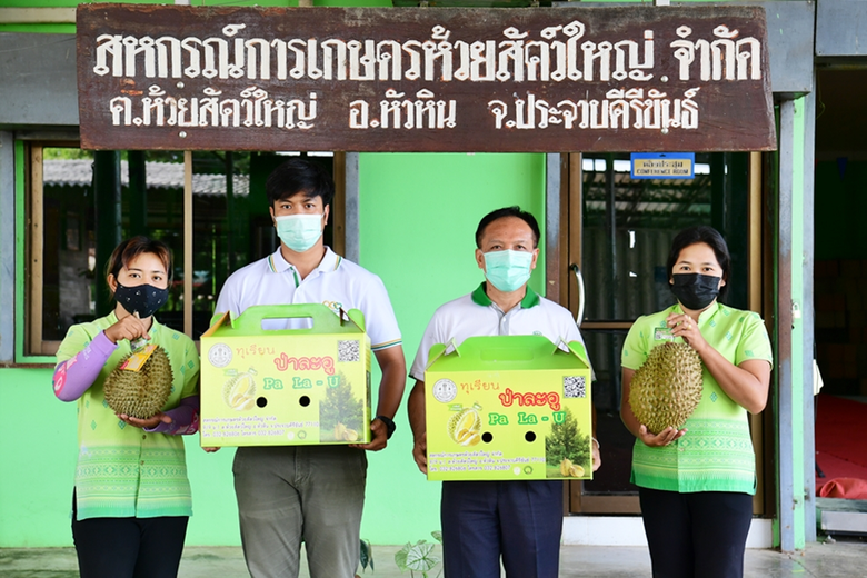 "ทุเรียนป่าละอู" จากทุเรียนพันธุ์หมอนทองท...