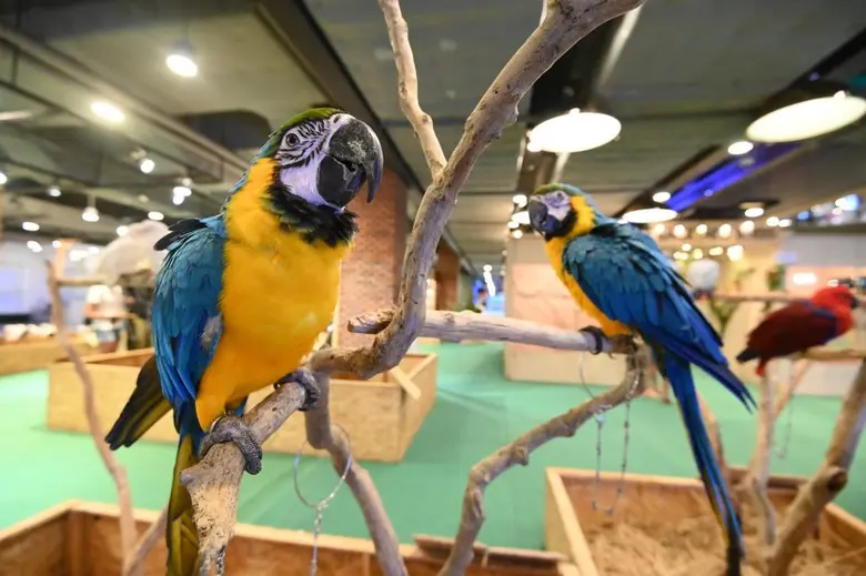 "เดอะ สตรีท รัชดา" จัดงาน "The Street Backyard Birds" นกน้อยในสวนหลังบ้าน เพลิดเพลินไปกับนิทรรศการเรียนรู้ชีวิตนก การป้อนอาหารสัตว์ และกิจกรรมเวิร์กชอป