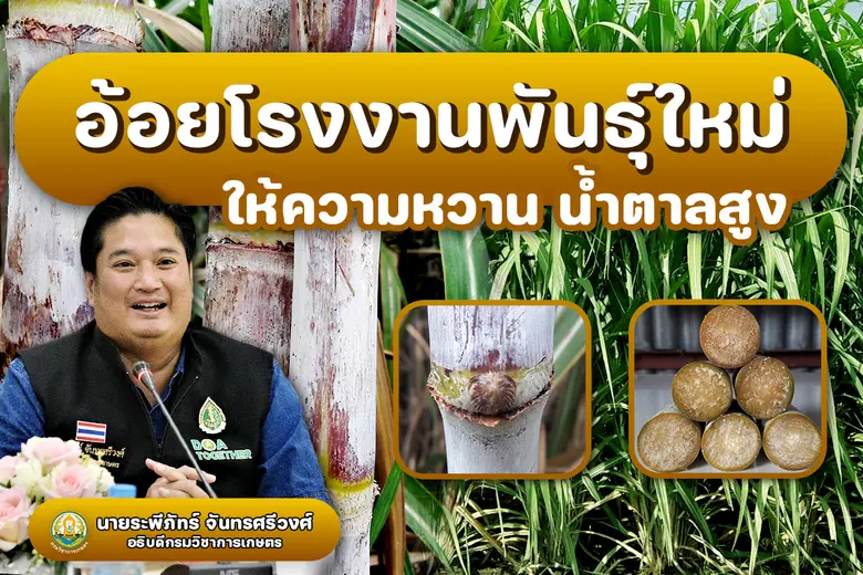 กรมวิชาการเกษตร อวดทีเด็ดอ้อยโรงงานน้องให...