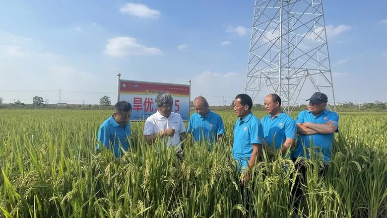 Xinhua Silk Road: ผู้เชี่ยวชาญชี้พันธุ์ข้าวทนแล้ง-ใช้น้ำน้อย คือกุญแจสำคัญในการให้ผลผลิตคุณภาพสูง