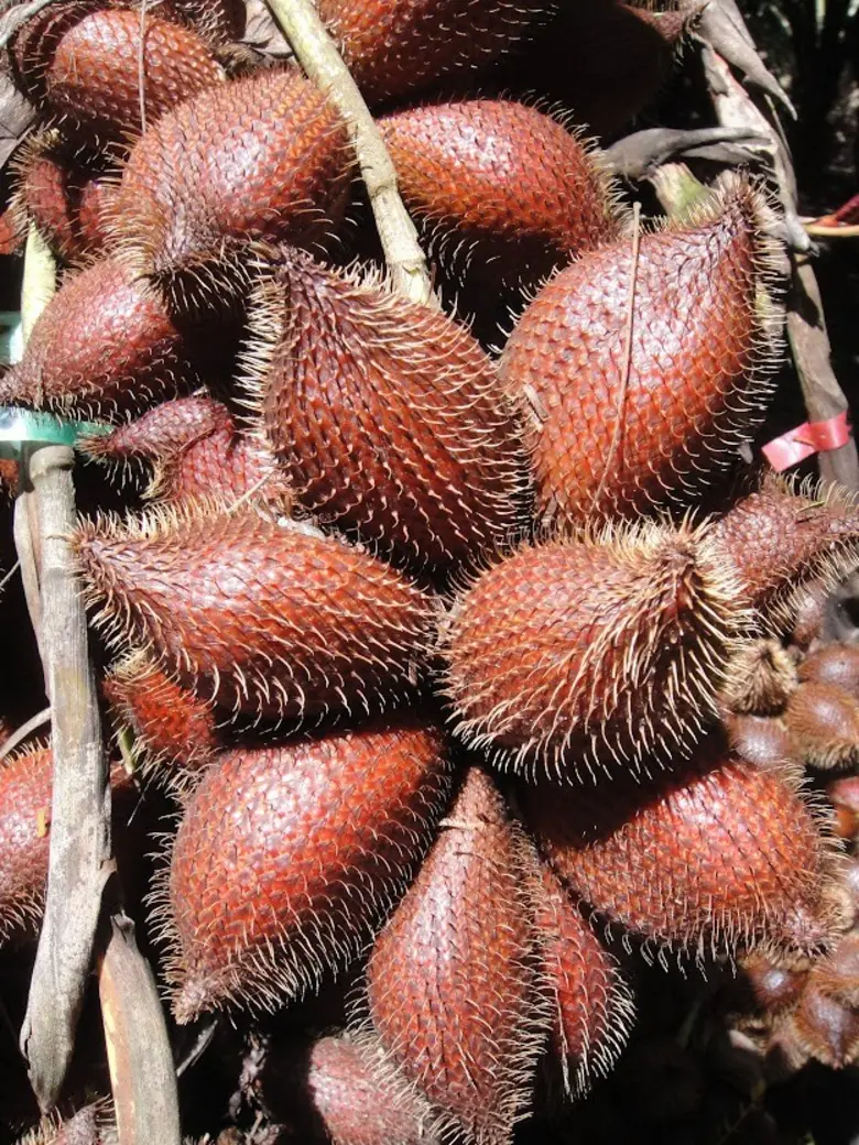กรมวิชาการเกษตร เตรียมเปิดตลาดดัน เสาวรส อินทผลัม สละ สนใบพาย ไปจีน
