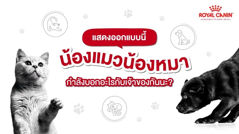 เชื่อว่าแทบทุกครั้งที่เราออนไลน์บนโลกโซเช...