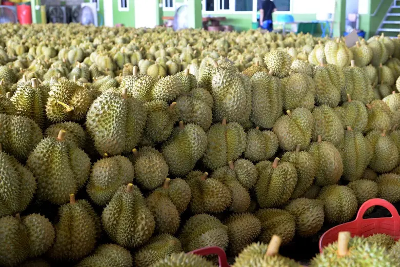 กรมวิชาการเกษตรขานรับนโยบาย "มนัญญา" มอบแนวปฏิบัติกำชับนายตรวจพืชทั่วประเทศคุมเข้มส่งออกทุเรียนไปจีน พร้อมสั่ง สวพ.6 จัดประชุมเตรียมความพร้อมเกษตรกรและผู้ส่งออก 1 มี.ค.นี้