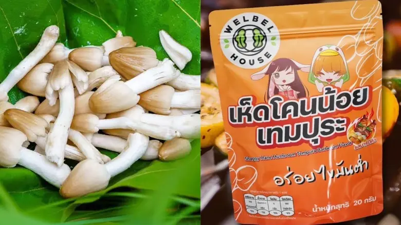 จับตา!!! "เห็ดโคนน้อย" พืชเศรษฐกิจน้องใหม่มาแรง ซอฟท์พาวเวอร์ผลิตผลจากประเทศไทย