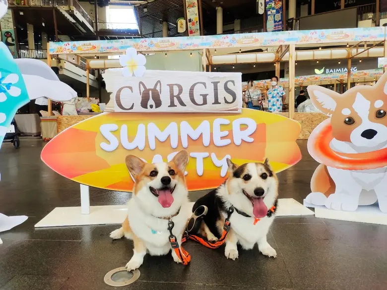 เดอะไนน์ เซ็นเตอร์ พระราม 9 มอบรางวัลแต่งกายดีเด่นให้เหล่าน้องหมา ในงาน "Corgi Summer Party"