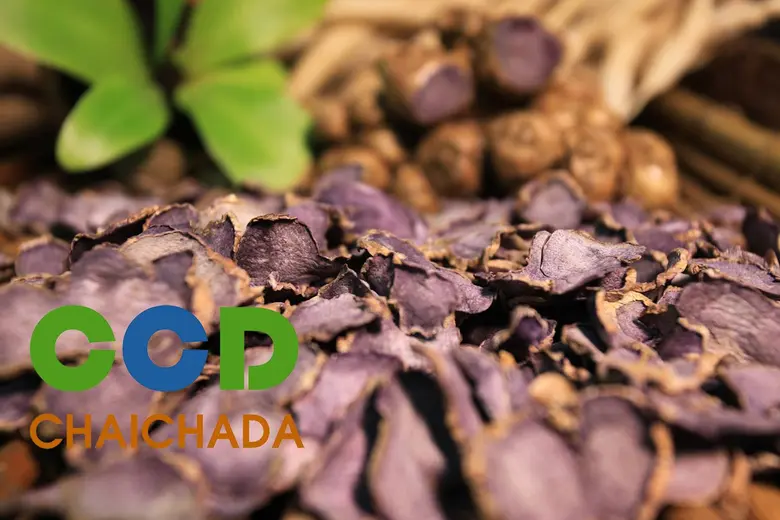 กระชายดำ Black Ginger พืชสมุนไพรอันดับหนึ่งของไทย