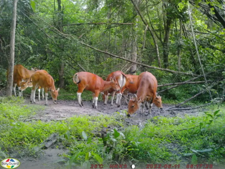 "วัวแดง" เป็นหนึ่งในสัญลักษณ์แห่งความอุดม...