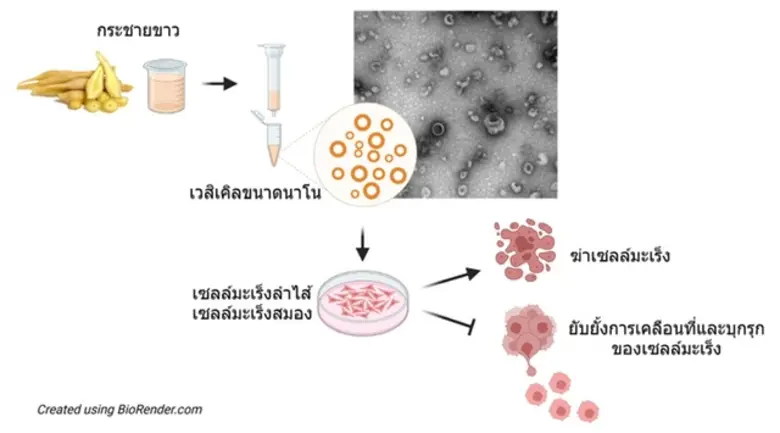 ม.มหิดลค้นพบ'เวสิเคิลจากกระชายขาว'ต้านเซลล์มะเร็ง เตรียมขยายผลทดลองในสัตว์