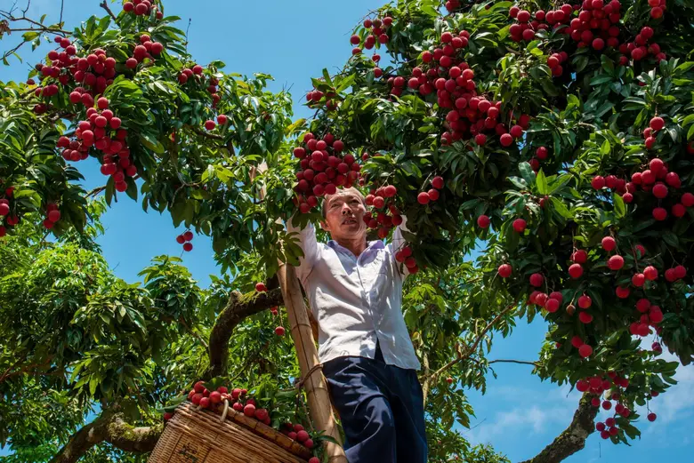 Xinhua Silk Road: เมืองกุ้ยผิงทางตอนใต้ของจีนจัดงานฉลองฤดูเก็บเกี่ยวลิ้นจี่