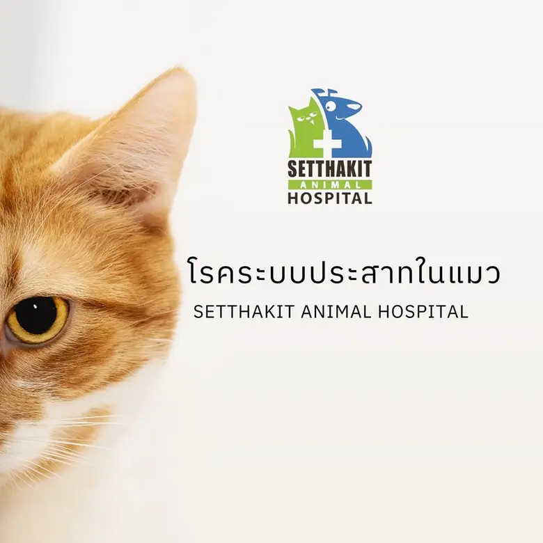 โรคระบบประสาทในแมว ปัญหาทางระบบประสาทในแม...