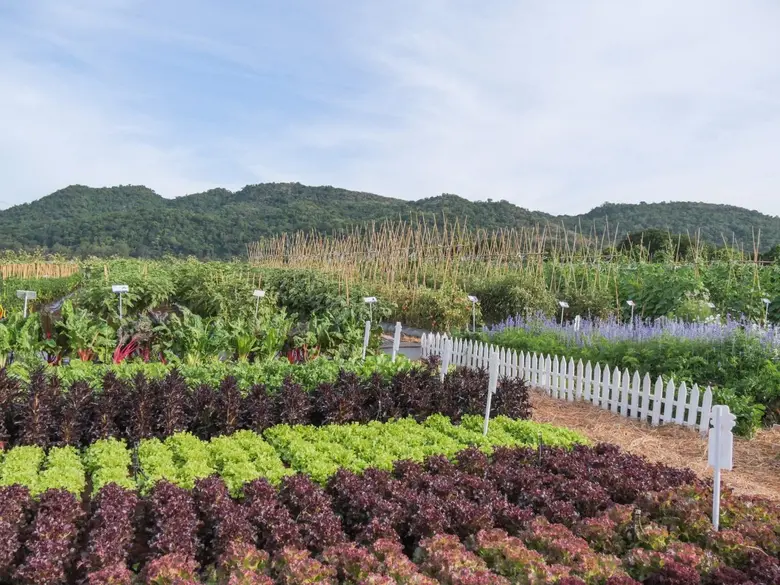 เจียไต๋เปิดเทศกาลฟาร์มสนุกกับการเกษตรแบบสมาร์ทในงาน Chia Tai Farm Fair Fun Fair 2023 @ไร่สุวรรณ