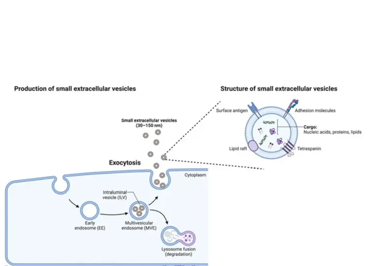 ม.มหิดลต่อยอดรักษาตรงจุดโรคทางระบบประสาท หัวใจ และหลอดเลือดสู่ GMP