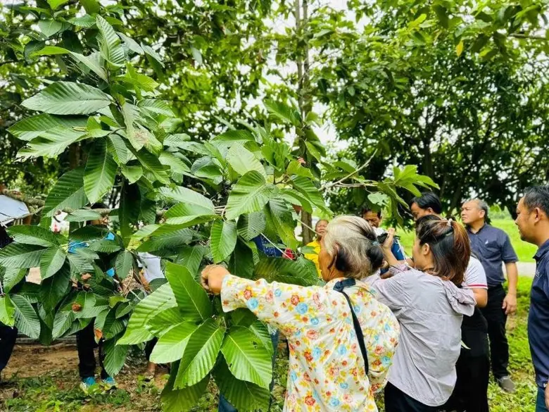 โครงการพลังชุมชนและนวัตกรรมเพื่อความยั่งยืน สนับสนุนชุมชน ใช้ประโยชน์จากป่าชุมชนจากต้นยางนานำ"ใบยางนา" มาต่อยอดสู่ "สบู่จากสารสกัดใบยางนา" ที่ชุมชนสามารถทำได้ ทำง่าย ใช้ได้เอง