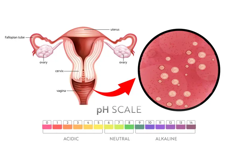 ปรับสมดุล PH ในช่องคลอด เพิ่มโอกาสตั้งครรภ์ ด้วย "โพรไบโอติกส์"