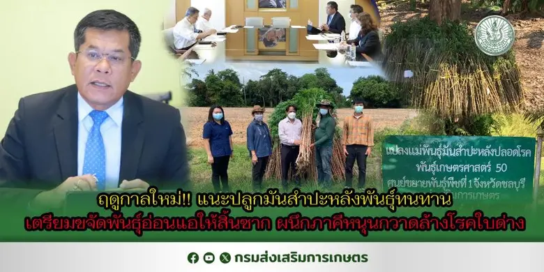 กรมส่งเสริมการเกษตร แนะเกษตรกรปลูกมันสำปะหลังพันธุ์ทนทานในฤดูกาลใหม่ เตรียมขจัดพันธุ์อ่อนแอให้สิ้นซาก ผนึกกำลังหน่วยงานภาคีหนุนต้นพันธุ์สะอาดกวาดล้างโรคใบด่าง