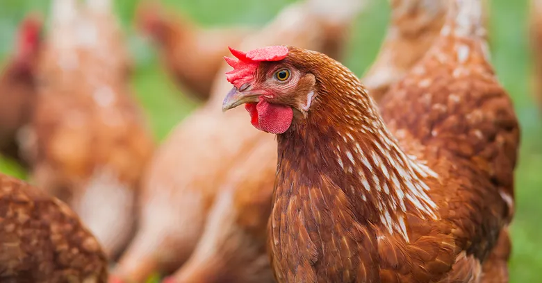 Royal Heritage restaurant ditches caged eggs from its menu