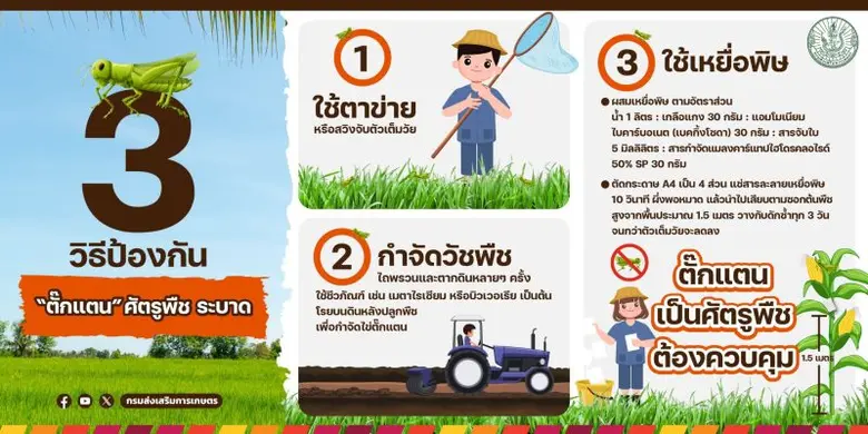 กรมส่งเสริมการเกษตร ขอความร่วมมือไม่ทำบุญปล่อยตั๊กแตน !!! หวั่นสร้างความเสียหายมหาศาลแก่ภาคการเกษตร 100 เท่า!