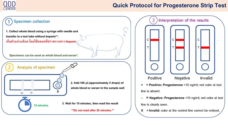 Chula Researchers Develop Progesterone Test Kit to Determine Swine Pregnancy to Assist Farm Management