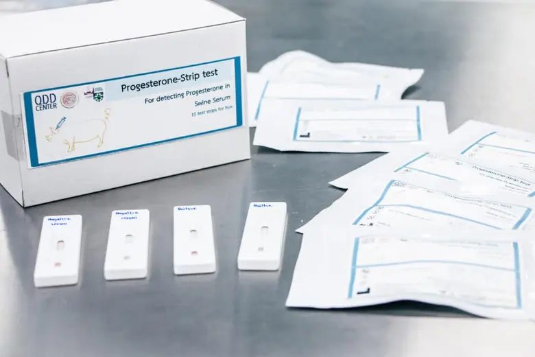 Chula Researchers Develop Progesterone Test Kit to Determine Swine Pregnancy to Assist Farm Management