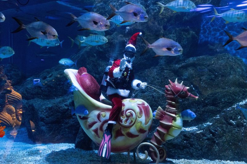 ซีไลฟ์ แบงคอก (SEA LIFE Bangkok) อควาเรี่...