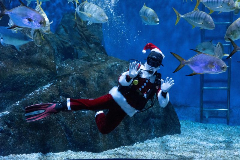 ซีไลฟ์ แบงคอก (SEA LIFE Bangkok) อควาเรี่ยมมาตรฐานร...