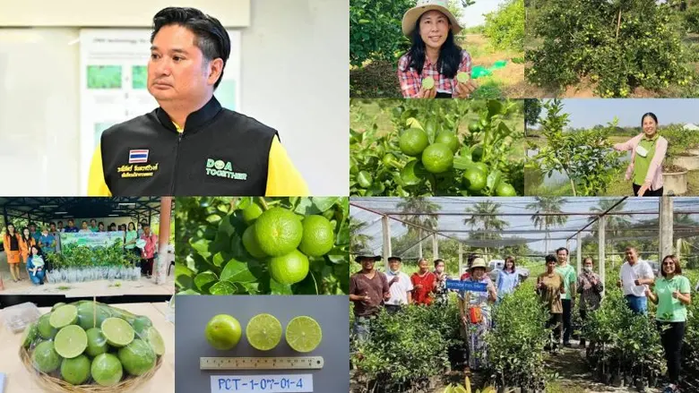 กรมวิชาการเกษตร แจ้งเกิดมะนาวพันธุ์ดี "กวก. พิจิตร 2" เมล็ดน้อย เปลือกบาง โตไว ให้ผลผลิตเร็ว ตอบโจทย์โดนใจเกษตรกร