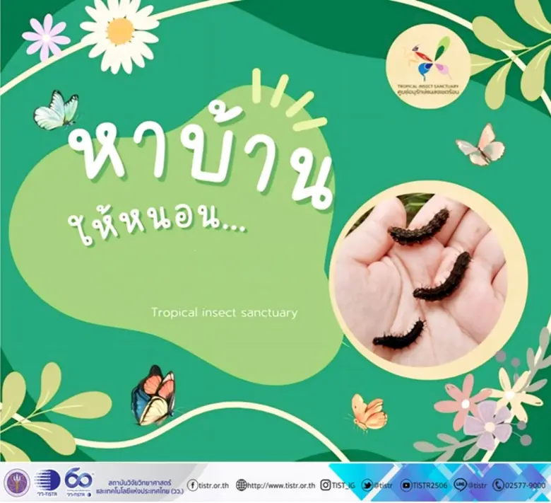 วว. โดยสถานีวิจัยลำตะคอง จัดกิจกรรม "เปิดโลกให้ผีเสื้อ" ต้อนรับปิดเทอม แจกหนอนผีเสื้อ ฟรี! เพื่อการศึกษาวงจรชีวิต/การเจริญเติบโต