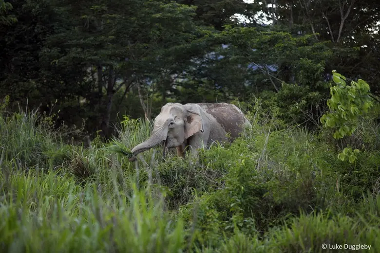 WWF เผย 3 เหตุผลที่ควรอนุรักษ์ช้างป่า