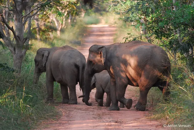 WWF เผย 3 เหตุผลที่ควรอนุรักษ์ช้างป่า