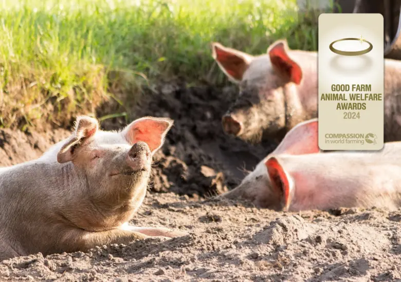 Compassion in World Farming (CIWF) เป็นอง...
