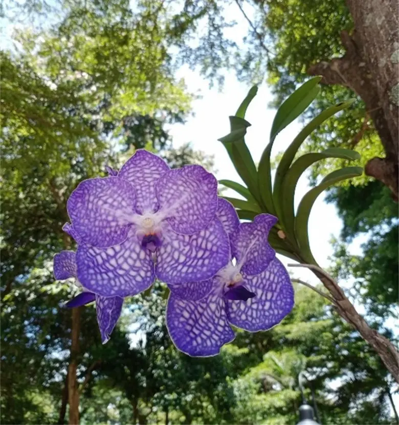 Plant Tissue Culture Technology for Propagation and Conservation of Blue Vanda (Vanda coerulea Griff. ex Lindle.)