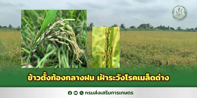 กรมส่งเสริมการเกษตร เตือนเกษตรกรหมั่นสำรว...