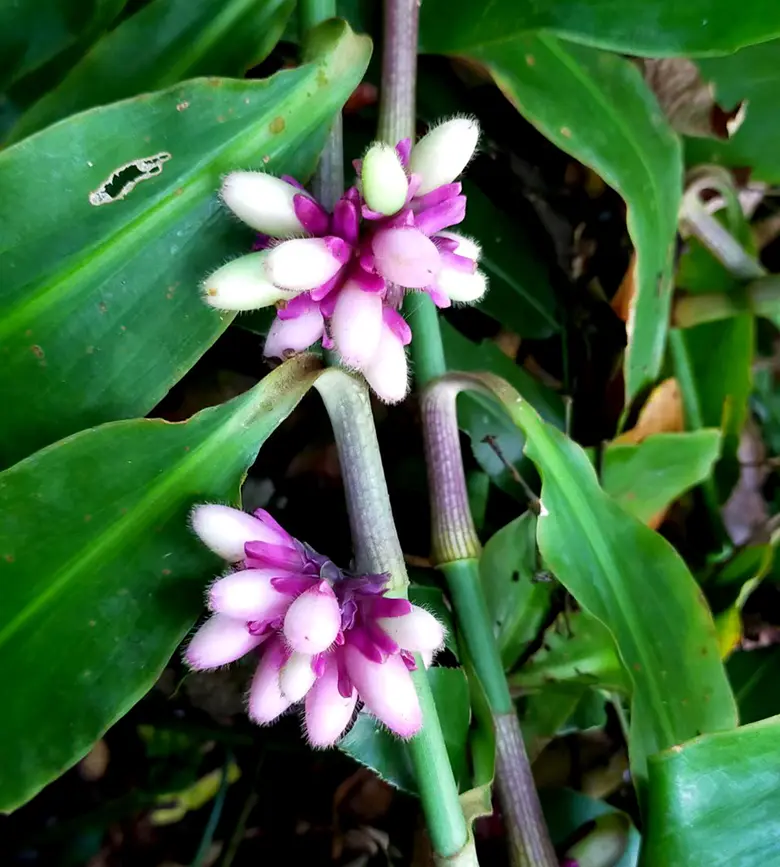 Muang Si Udon (Amischotolype balslevii Boonsuk, Chantar. &amp; Kantachot) : A new plant species from Thailand