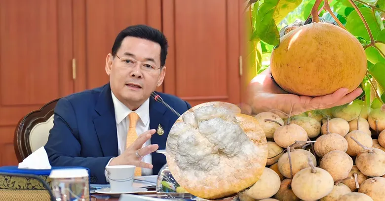 กรมทรัพย์สินทางปัญญา"นภินทร" เดินหน้าขึ้นทะเบียน GI "กระท้อนนาปริกสตูล" สินค้าภูมิปัญญา ผลักดันเข้าสู่ตลาดโลก สร้างรายได้ให้เกษตรกรจังหวัดสตูลอย่างต่อเนื่อง