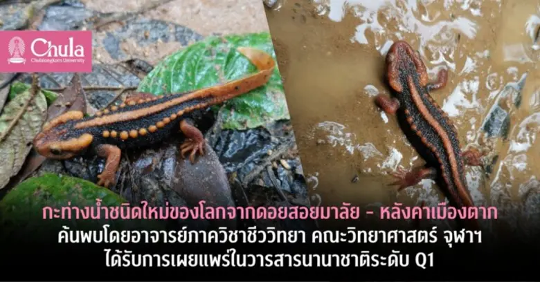ทีมวิจัยจากภาควิชาชีววิทยา คณะวิทยาศาสตร์...