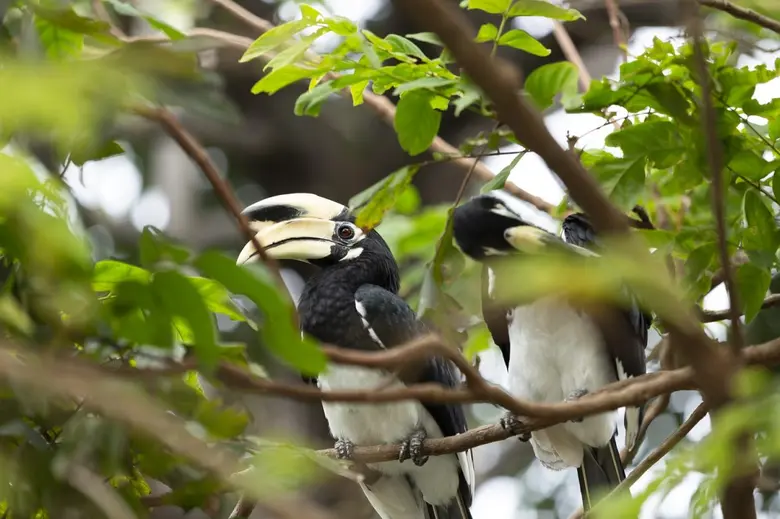 Ahead of Love Hornbills Day on 13th Febru...