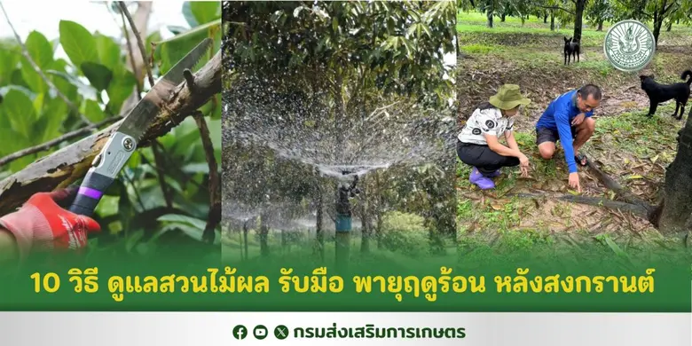 กรมส่งเสริมการเกษตร เปิดเผยว่า พายุฤดูร้อ...